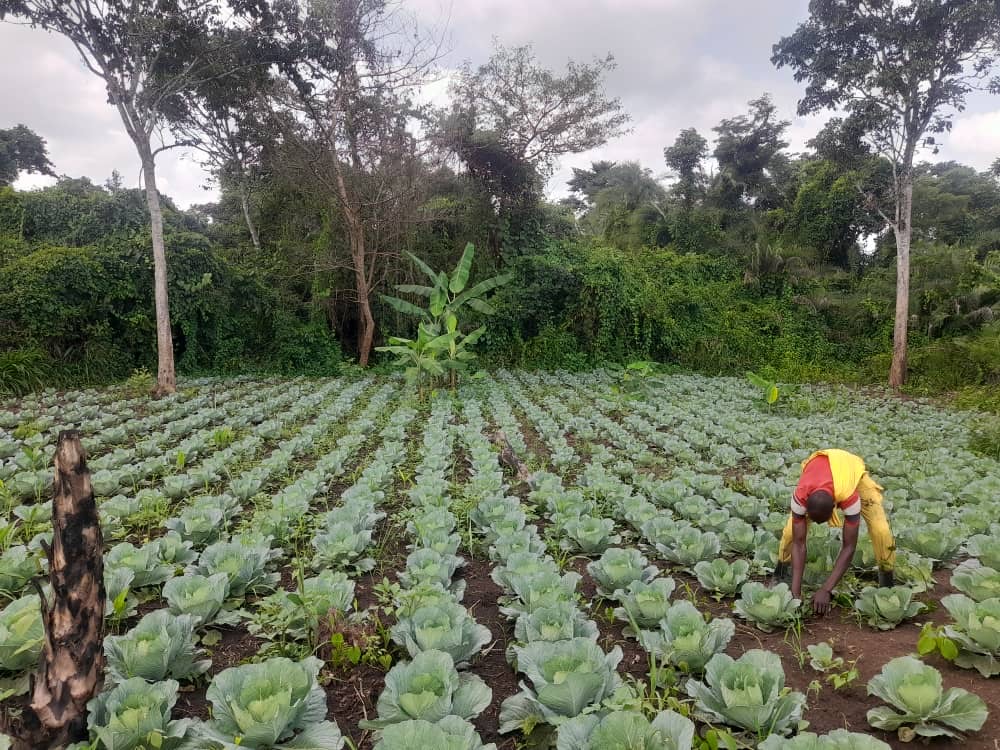 Cassava farming in Northern Uganda