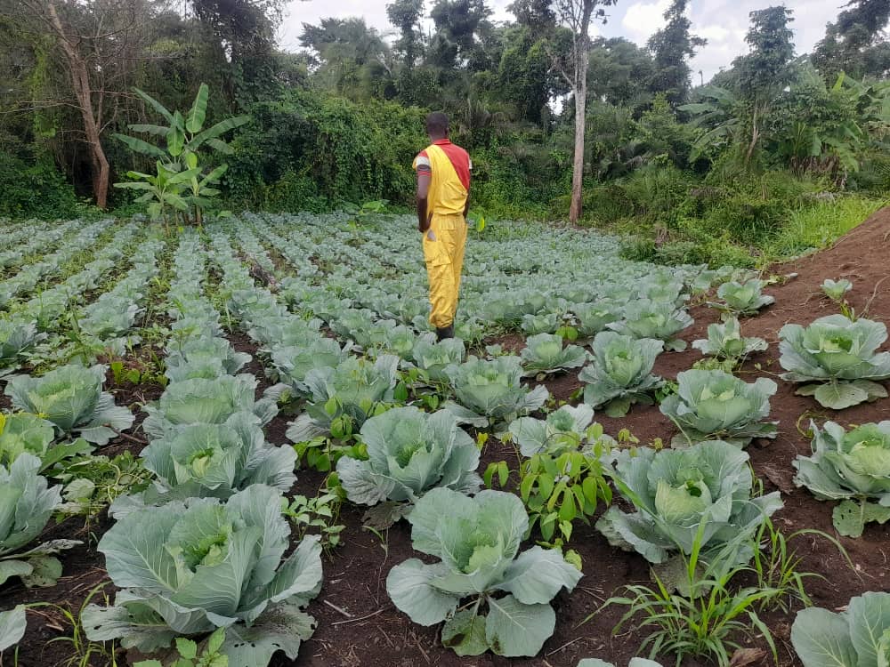 Lakang Mechanization Hub crosses 5,900 acres in active pipeline.